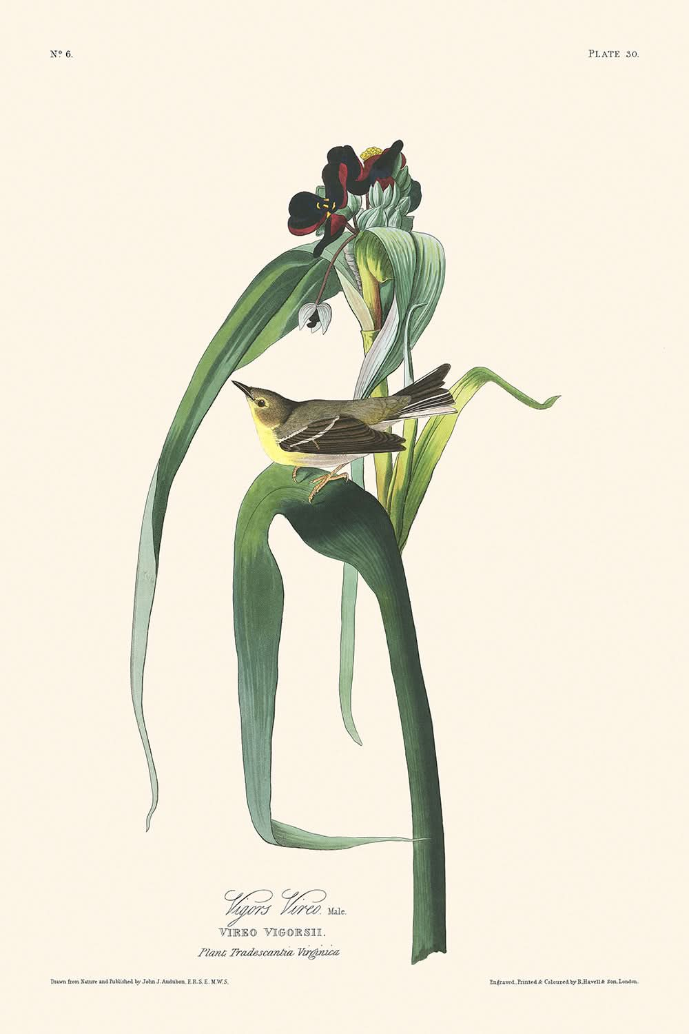 Vigors Vireo von John James Audubon, 1827