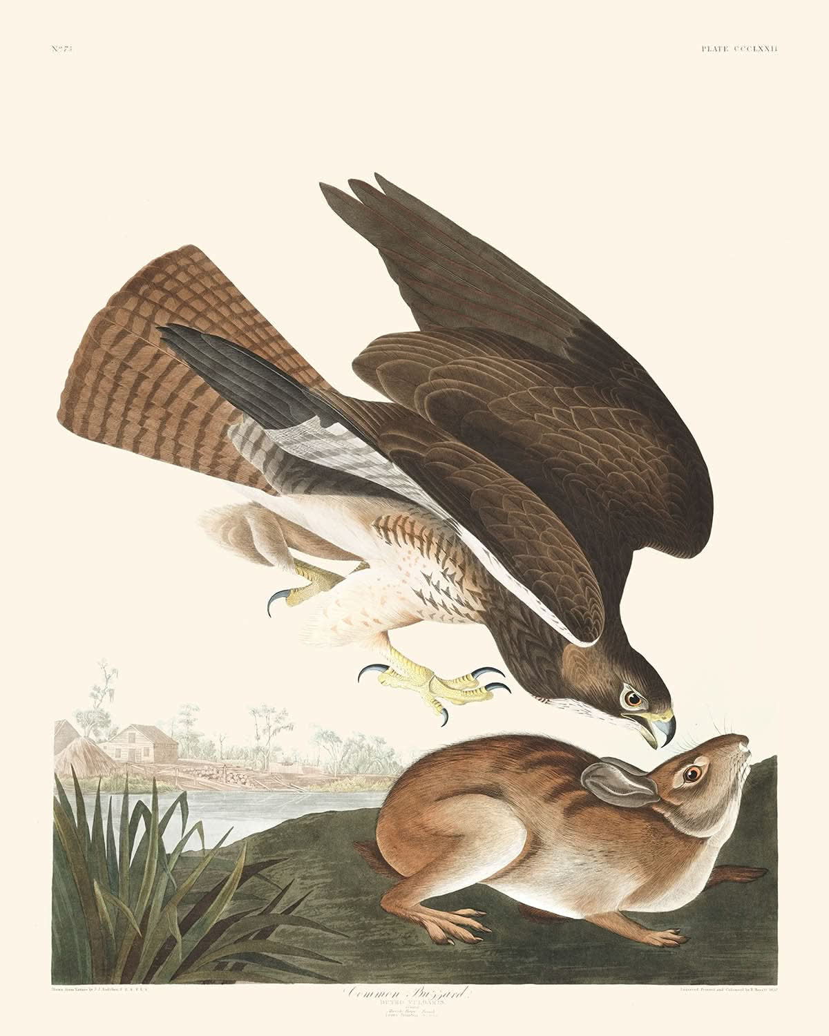 Mäusebussard von John James Audubon, 1827