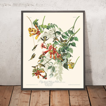 Una imagen enmarcada del colibrí garganta rubí de John James Audubon, 1827