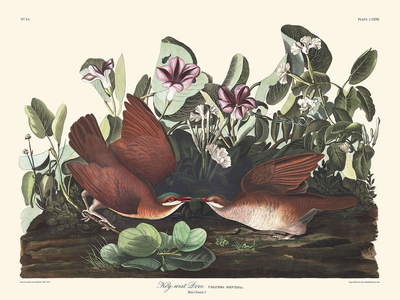 Key-west Taube von John James Audubon, 1827 