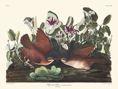 Key-West-Taube von John James Audubon, 1827