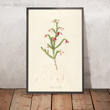 A framed image of Erica versicolor (Plate 38) by Pierre Joseph Redouté, 1813