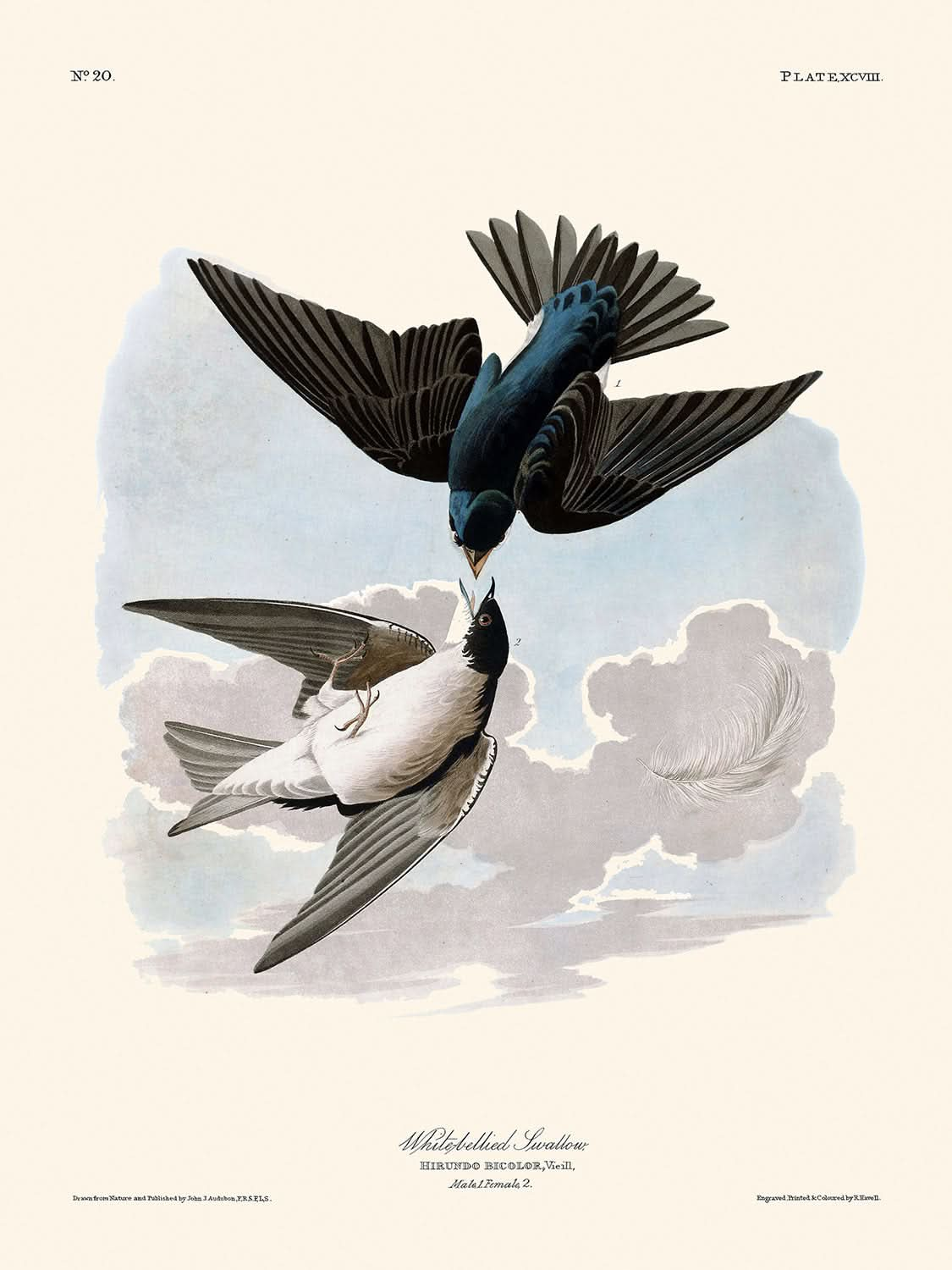 Schwarzbauchschwalbe von John James Audubon, 1827 