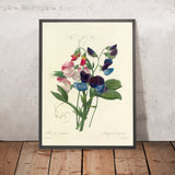 Sweet Pea (Lathyrus odoratus, Plate 39) by Pierre Joseph Redouté, 1827