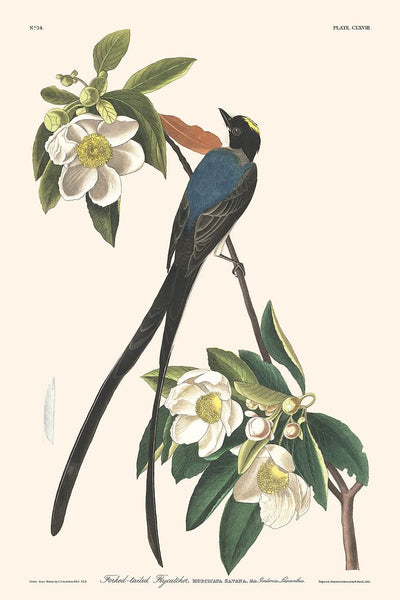 Moucherolle à queue fourchue par John James Audubon, 1827