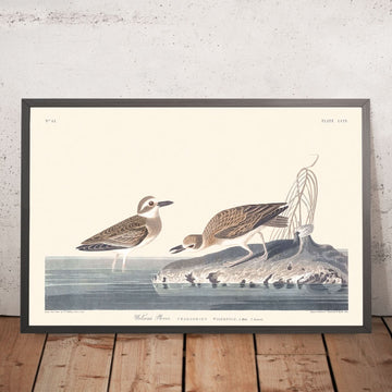 Pluvier de Wilson par John James Audubon, 1827