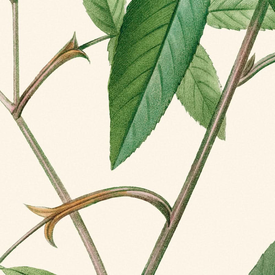 Rosa Hudsoniana Salicifolia di Pierre-Joseph Redouté, 1817 