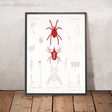 A framed image of 