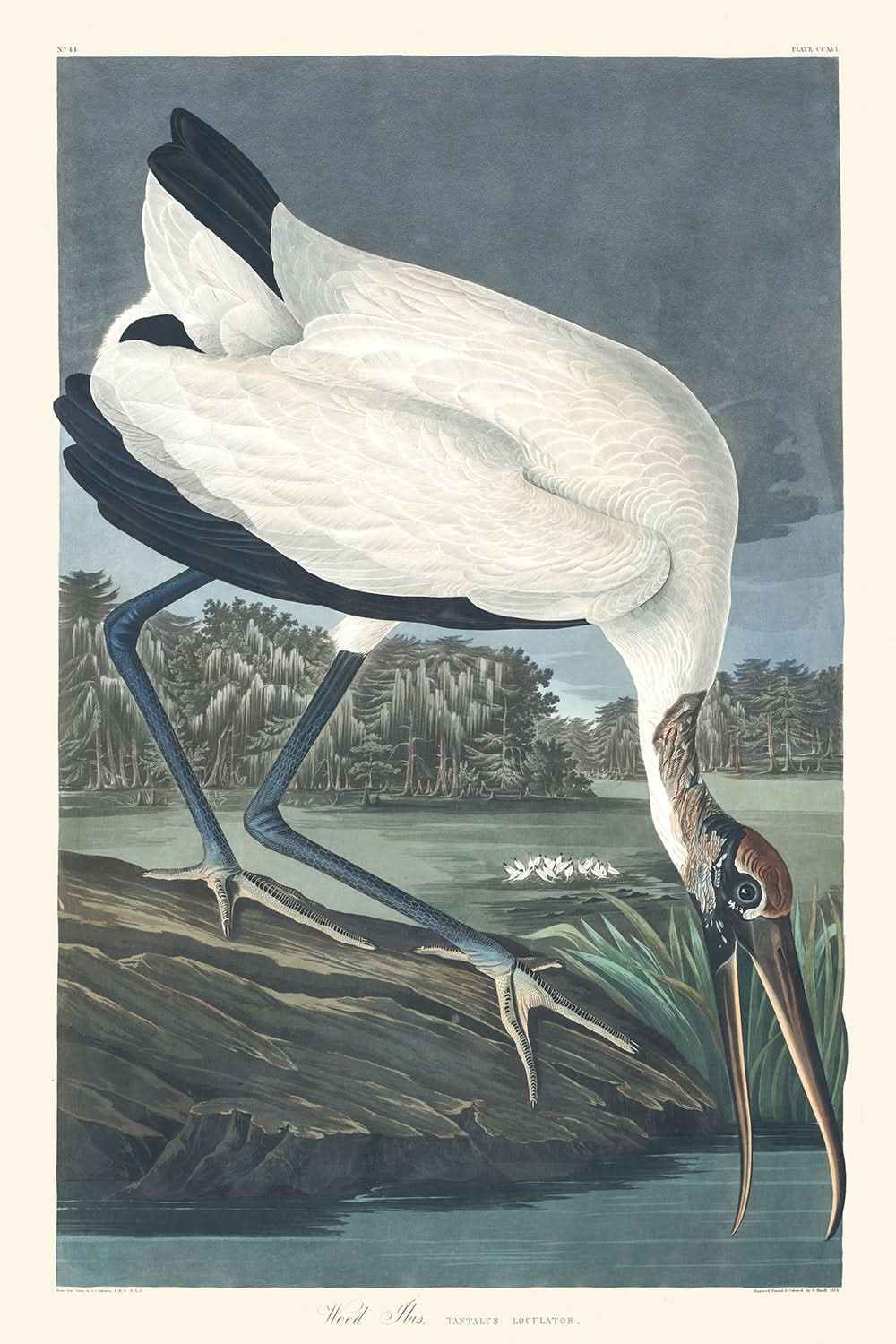 Waldibis von John James Audubon, 1827