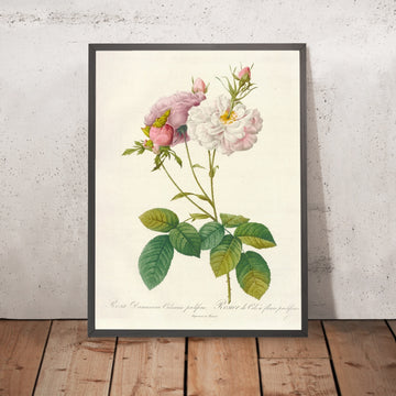 A framed image of Rosa damascena ‘Celsiana Prolifera’ by Pierre Joseph Redouté, 1817