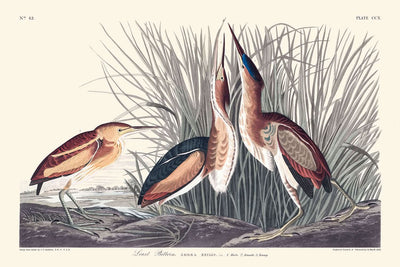 Avetoro común, de John James Audubon, 1827