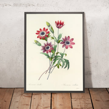 A framed image of Anemone (Anemone stellata, Plate 9) by Pierre Joseph Redouté, 1827