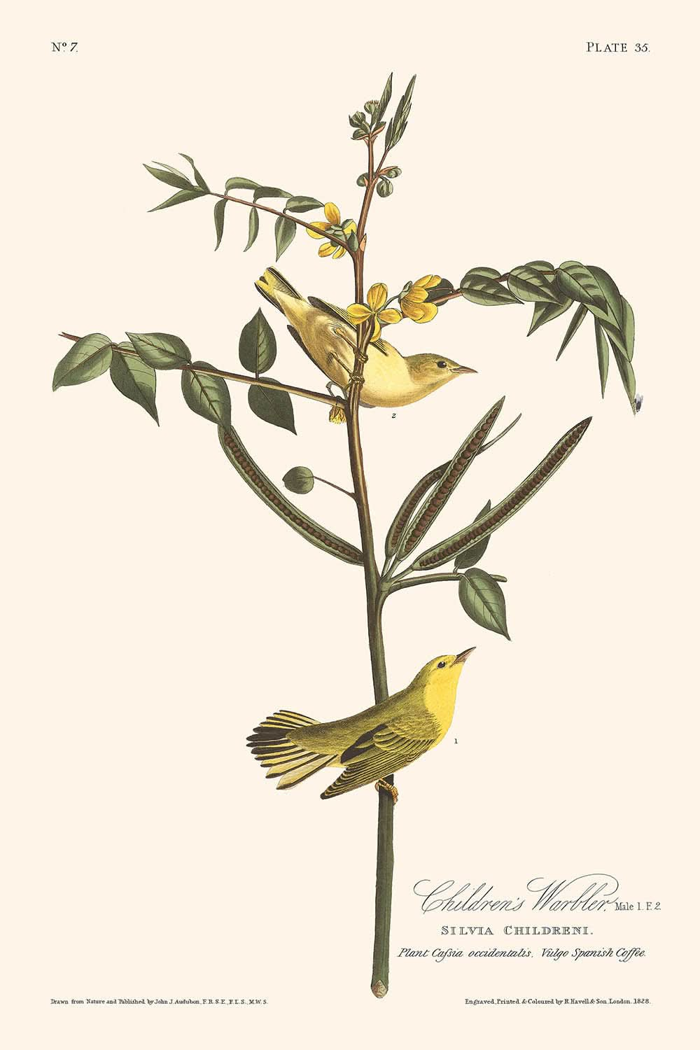 Kinderwaldsänger von John James Audubon, 1827