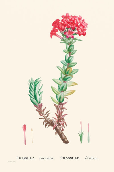 Crassula rouge de Pierre-Joseph Redouté, 1802