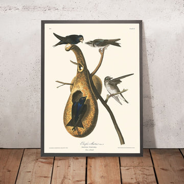 Martin Purlpe di John James Audubon, 1827 