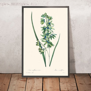 Lys de maïs africain par Pierre-Joseph Redouté, 1802