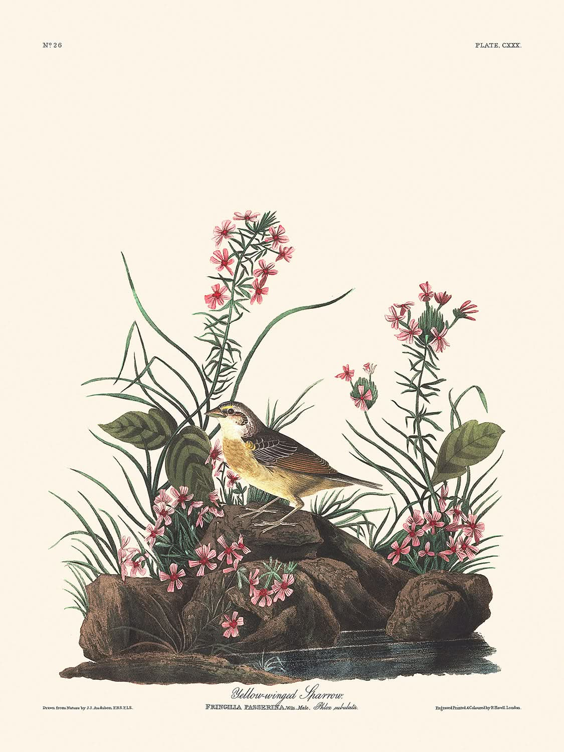 Gorrión de alas amarillas, de John James Audubon, 1827