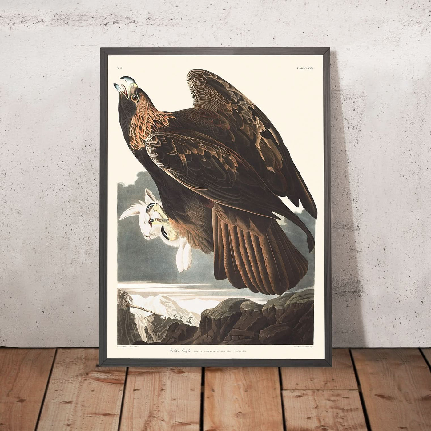 Águila real de John James Audubon, 1827