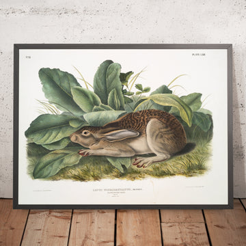 A framed image of 