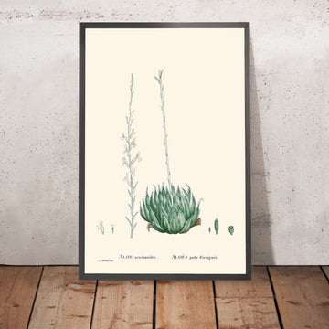 Cobweb Aloe von Pierre-Joseph Redouté, 1802 