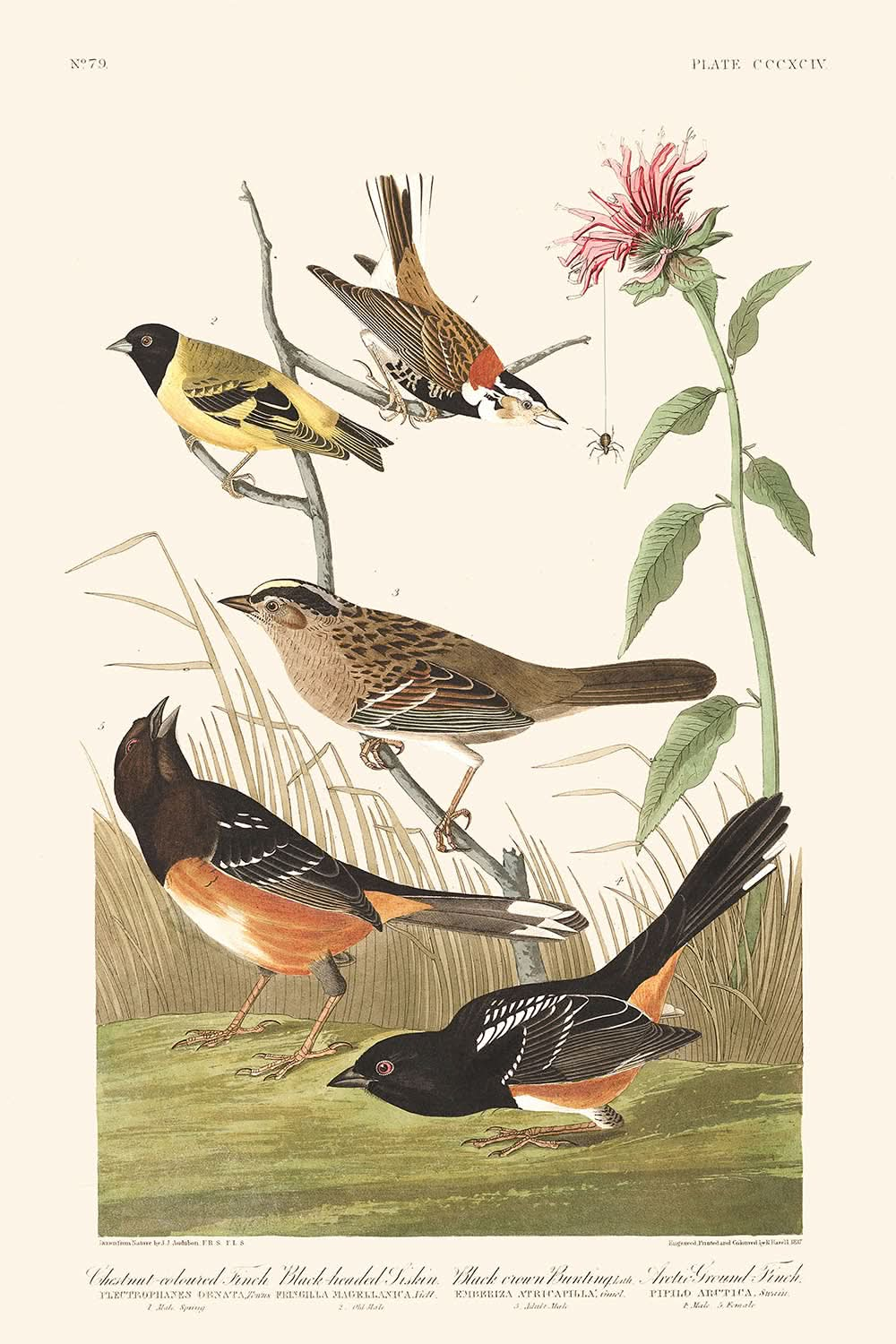 Pinson de l'Arctique, Tarin à tête noire, Bruant à couronne noire, Pinson terrestre arctique, par John James Audubon, 1827