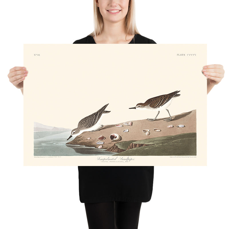 Pettine Semipalmato di John James Audubon 1827 