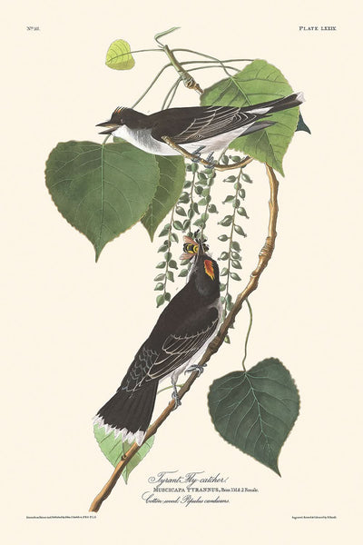 Tyrannfliegenfänger von John James Audubon, 1827 