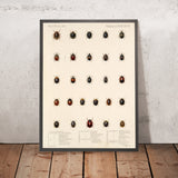Beetles (Coleoptera, Plate 300) by Frederick DuCane Godman, 1879