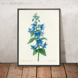 Bellflower (Campanula, Plate 21) by Pierre Joseph Redouté, 1827