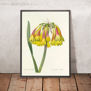 A framed image of Knysna Lily (Cyrtanthus obliquus, Plate 30) by Pierre Joseph Redouté, 1827