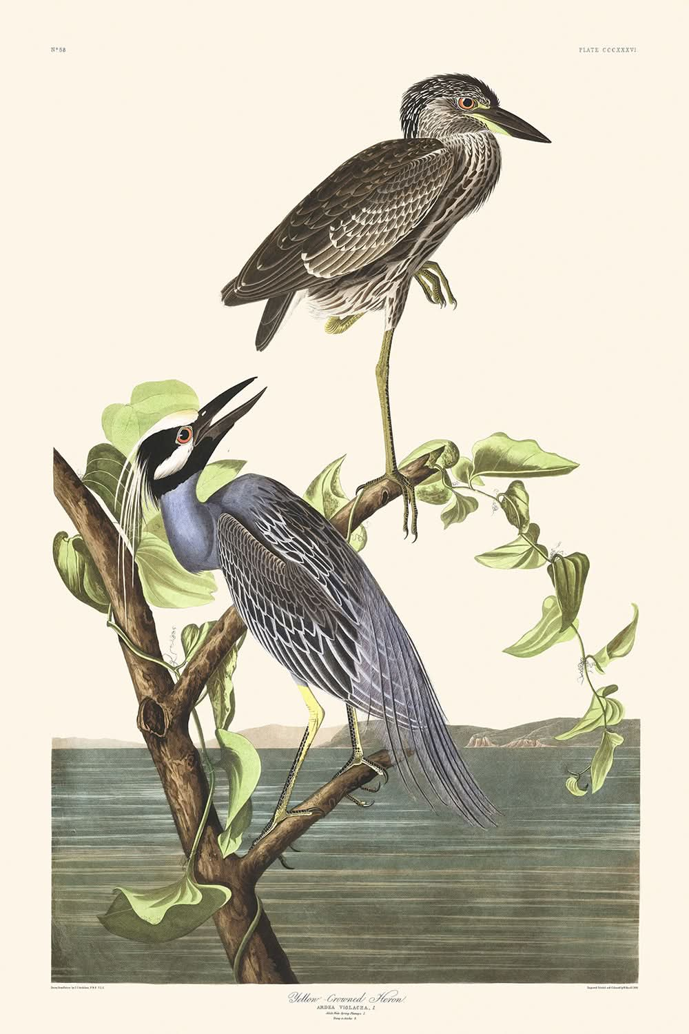 Gelbkronenreiher von John James Audubon, 1827