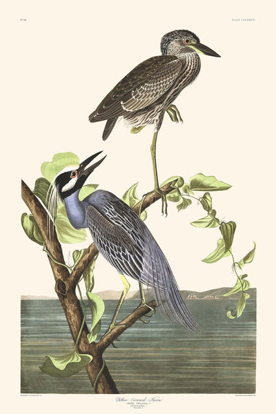 Yellow-Crowned Heron by John James Audubon, 1827