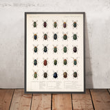 Beetles (Coleoptera, Plate 240) by Frederick DuCane Godman, 1879