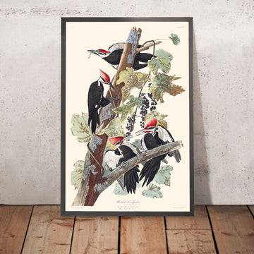 Picchio Pileato di John James Audubon 1827 