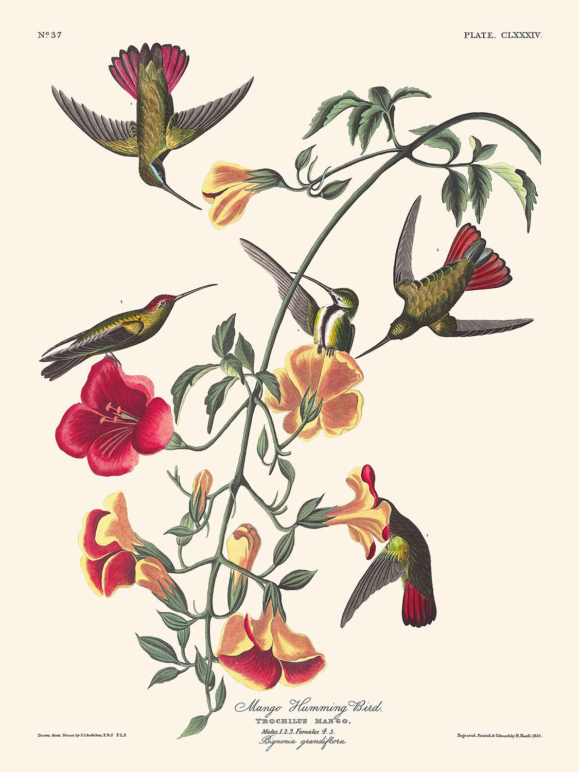 Colibri manguier de John James Audubon, 1827