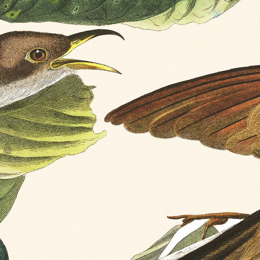 Cuculo dal becco giallo di John James Audubon, 1827 