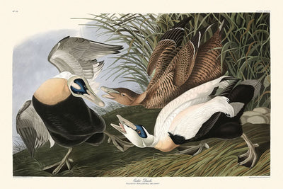 "Pato eider" de John James Audubon, 1827