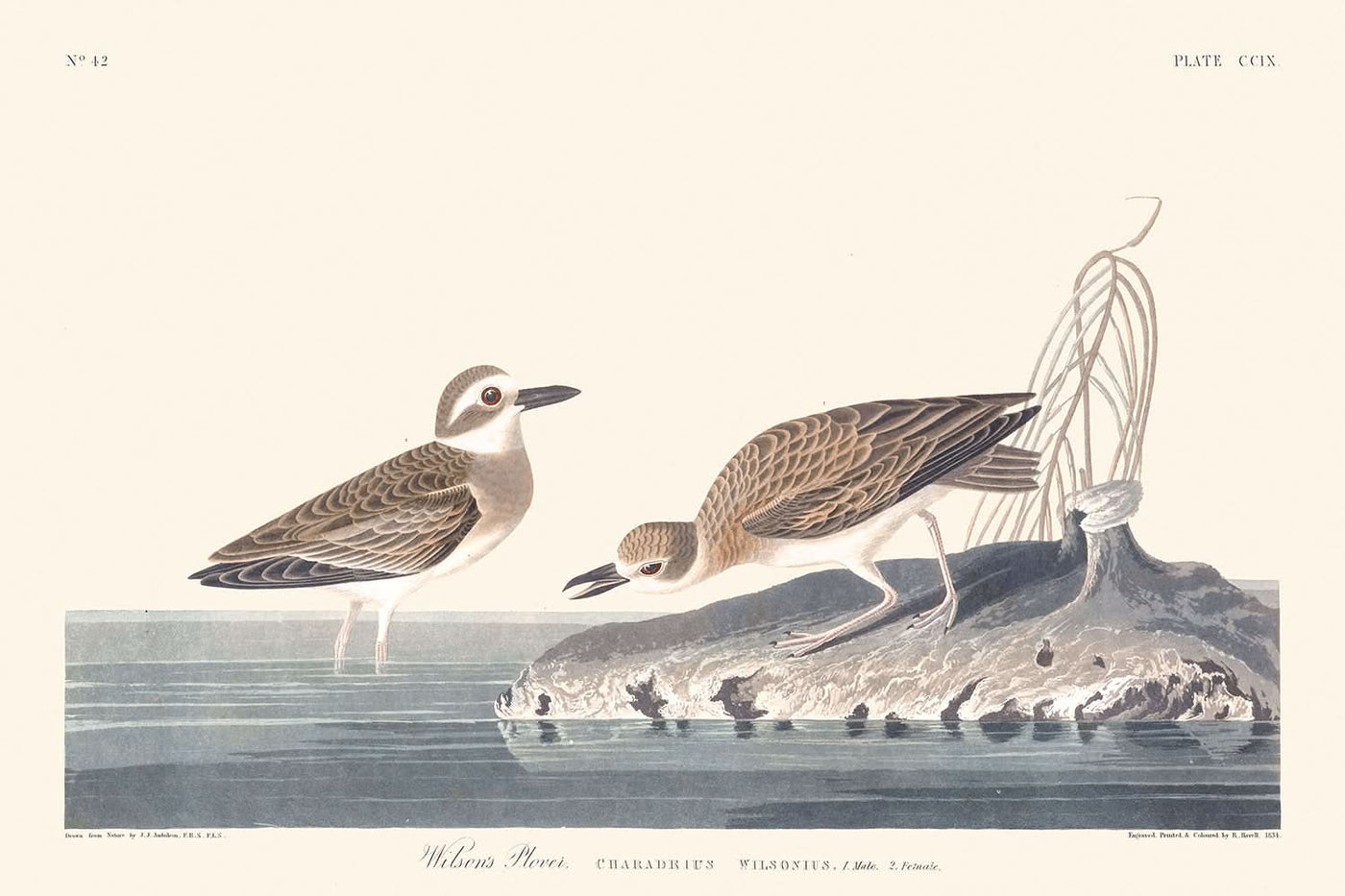 Wilsons Regenpfeifer von John James Audubon, 1827