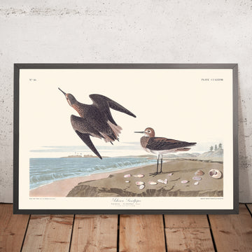 A framed image of Schinz&