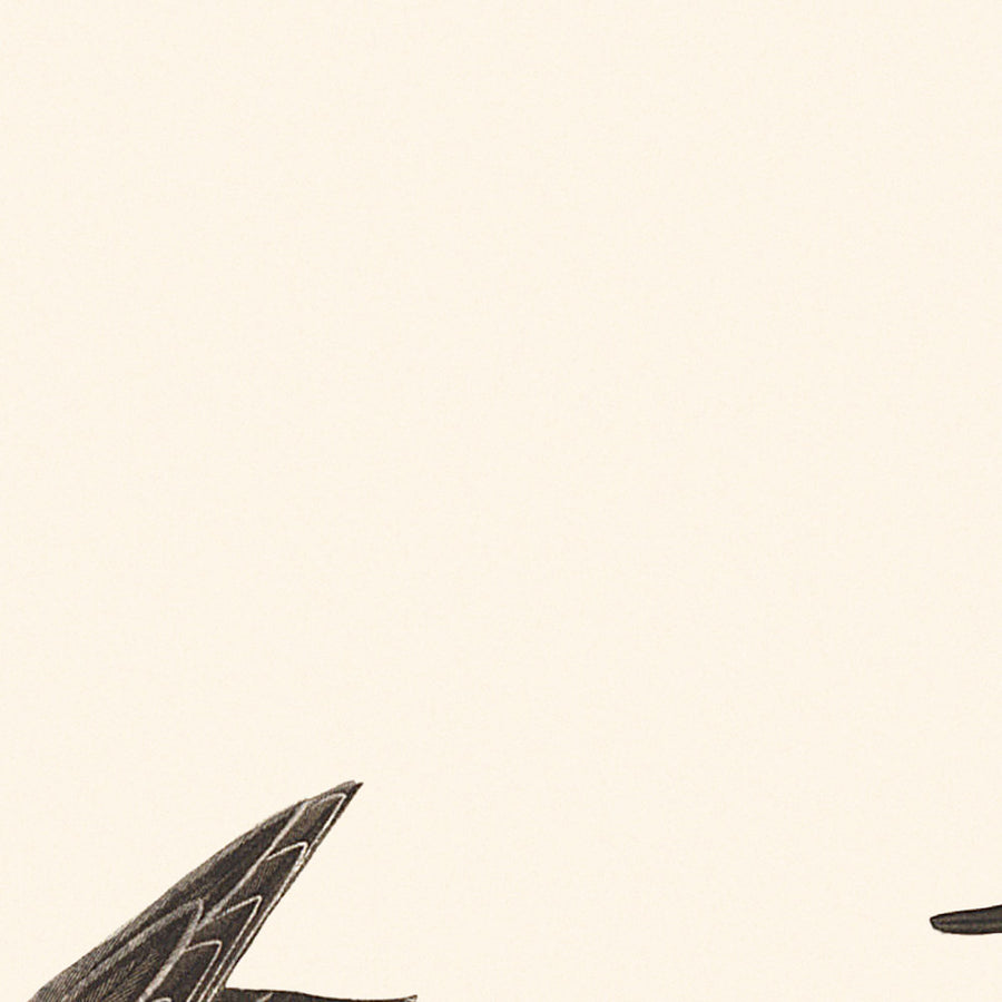 Pettine Semipalmato di John James Audubon 1827 