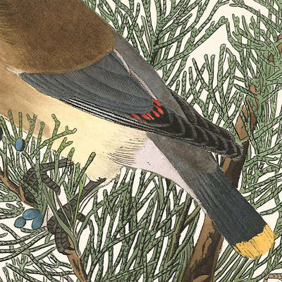 Oiseau de cèdre de John James Audubon, 1827