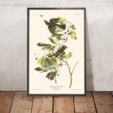 Pequeño Mosquitero Crestado Verde de John James Audubon, 1827 