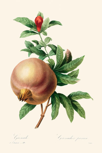 Pomegranate by Pierre-Joseph Redouté, 1827