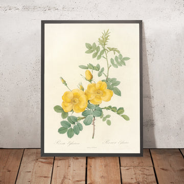 A framed image of Rosa eglanteria by Pierre Joseph Redouté, 1817