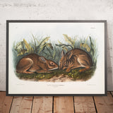 Marsh Hare (Lepus palustris) by John Woodhouse Audubon, 1845