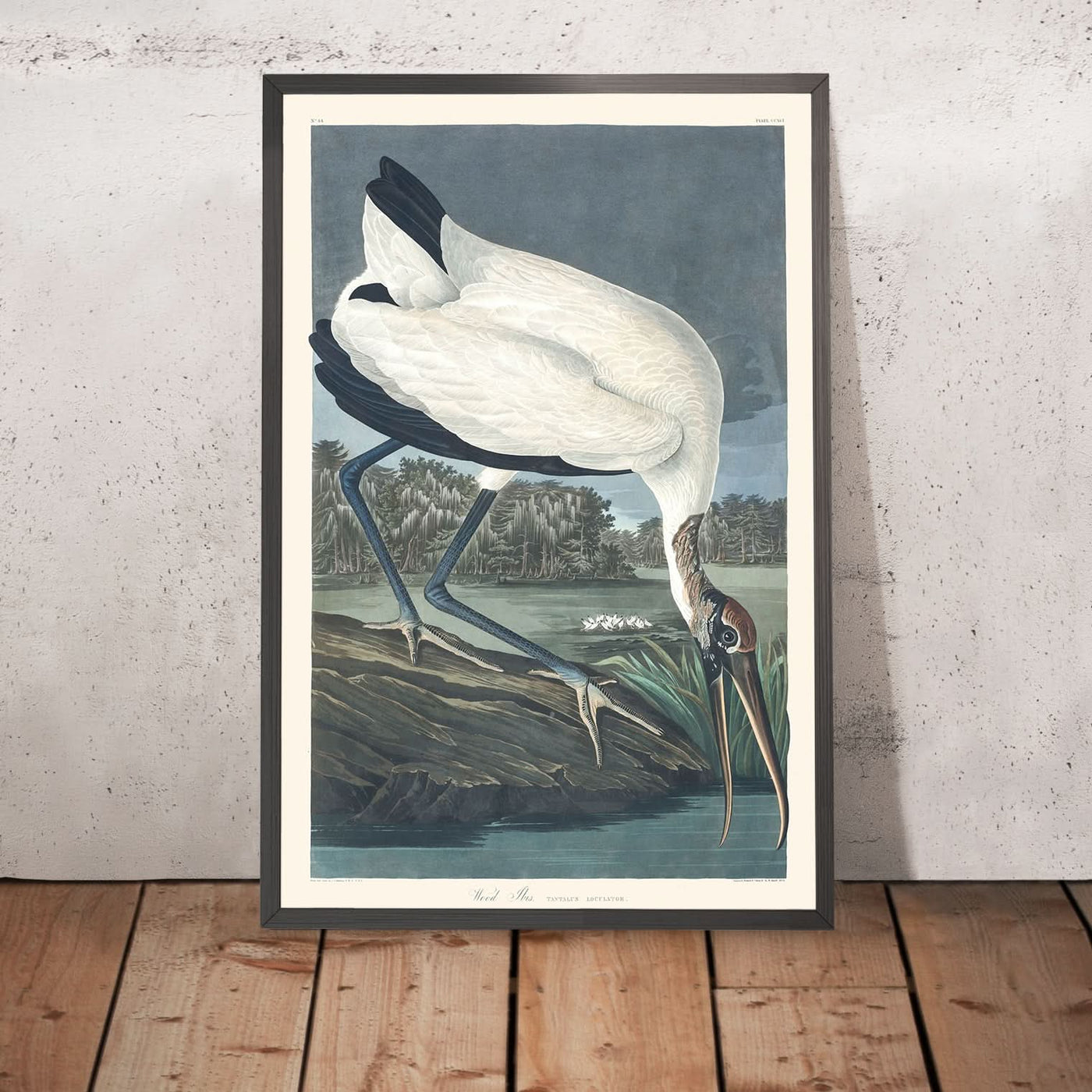 Wood Ibis by John James Audubon, 1827