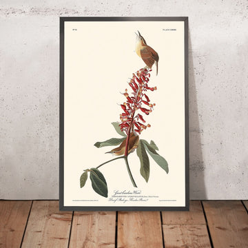 Grande Carolina Wren di John James Audubon, 1827 