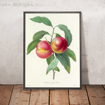 A framed image of Smooth-Skinned Peaches (Plate 65) by Pierre Joseph Redouté, 1827