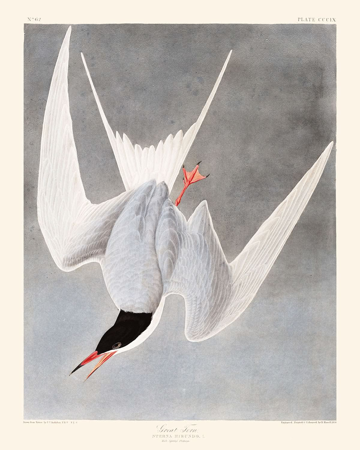 Große Seeschwalbe von John James Audubon, 1827