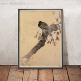 Pheasant on Cherry Blossom Branch by Ohara Koson, 1887